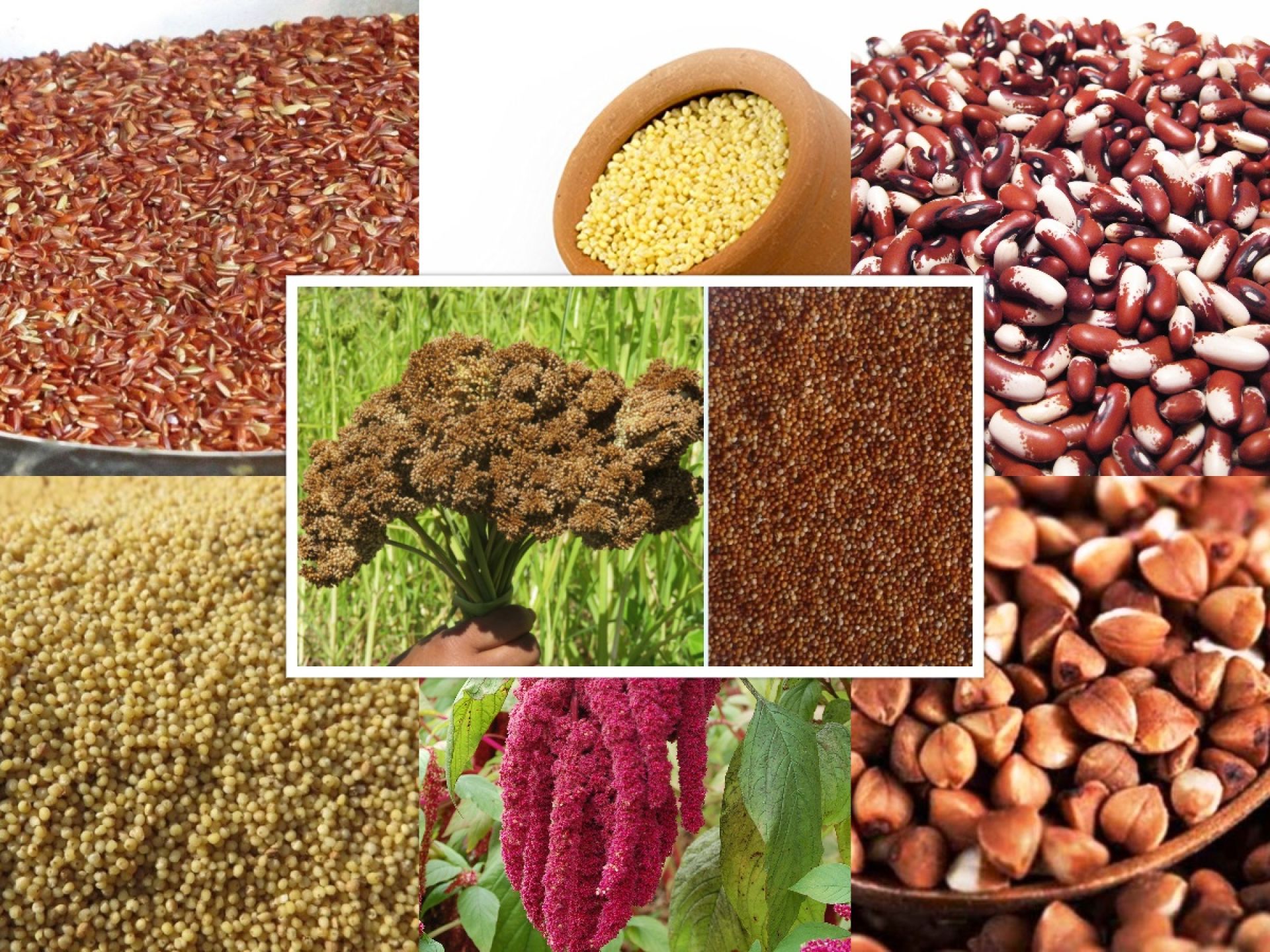 ‘अर्गानिक उत्पादनको ‘हब’ बन्न सम्भव छ कर्णाली’